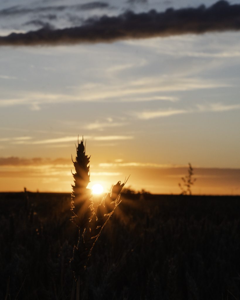 Lumière de fin de journée dans la nature